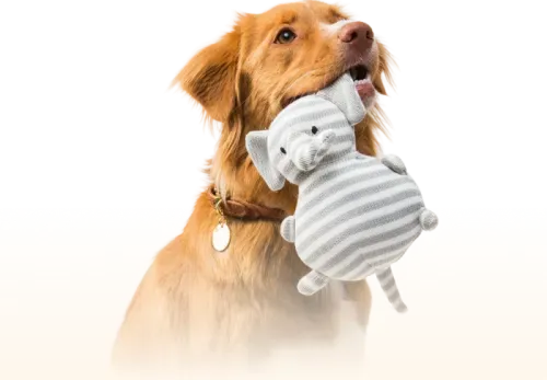 Australian Shepherd mit Spielzeug im Mund