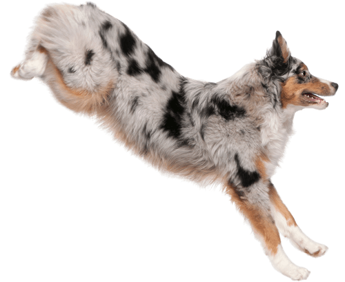 Australian Shepherd seitlich springend