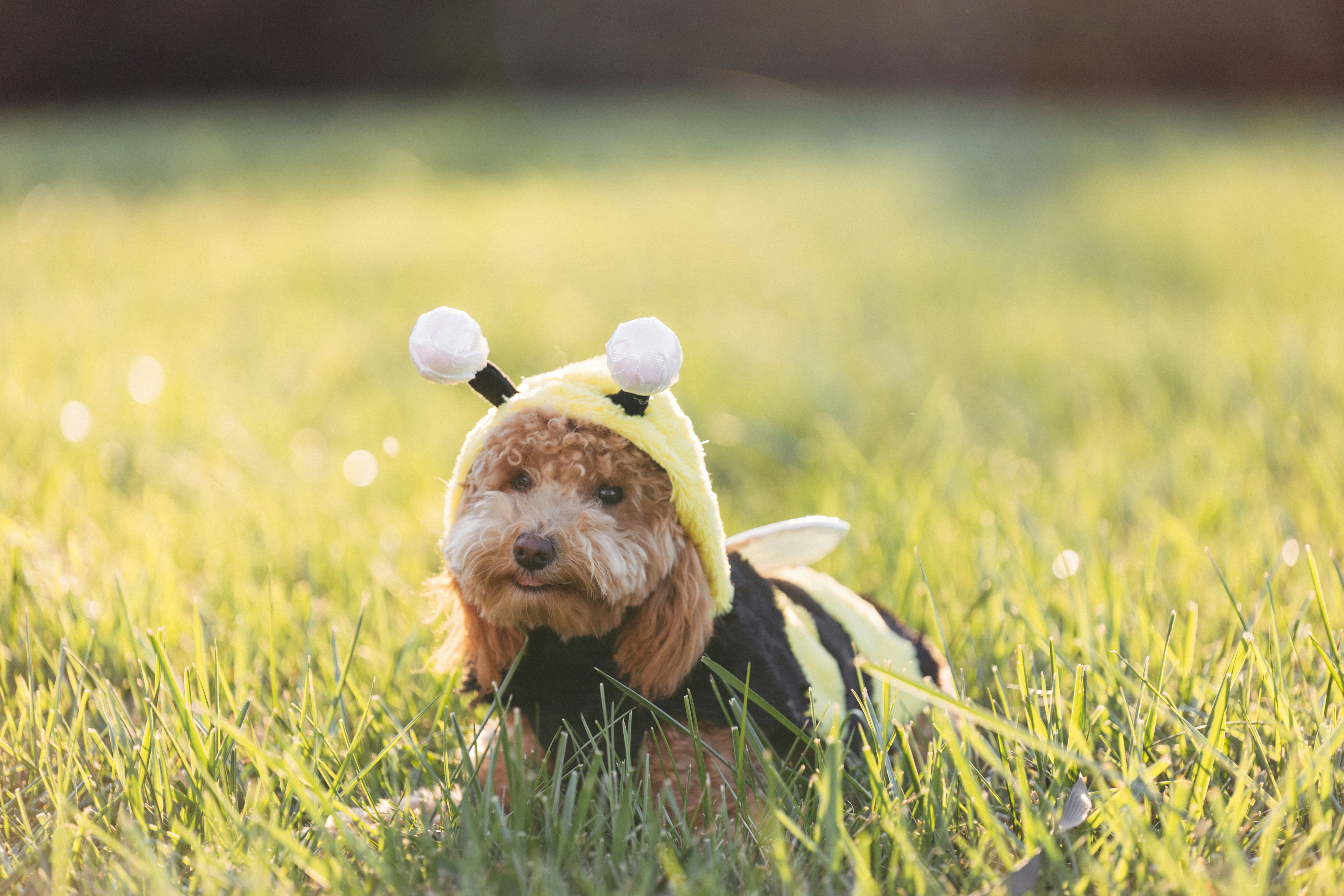Insektenstiche, Flohbefall und Bienenstiche: So hilfst du deinem Haustier