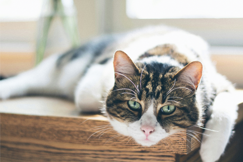 Senior-Katzen 101: Häufige Gesundheitsprobleme bei älteren Katzen