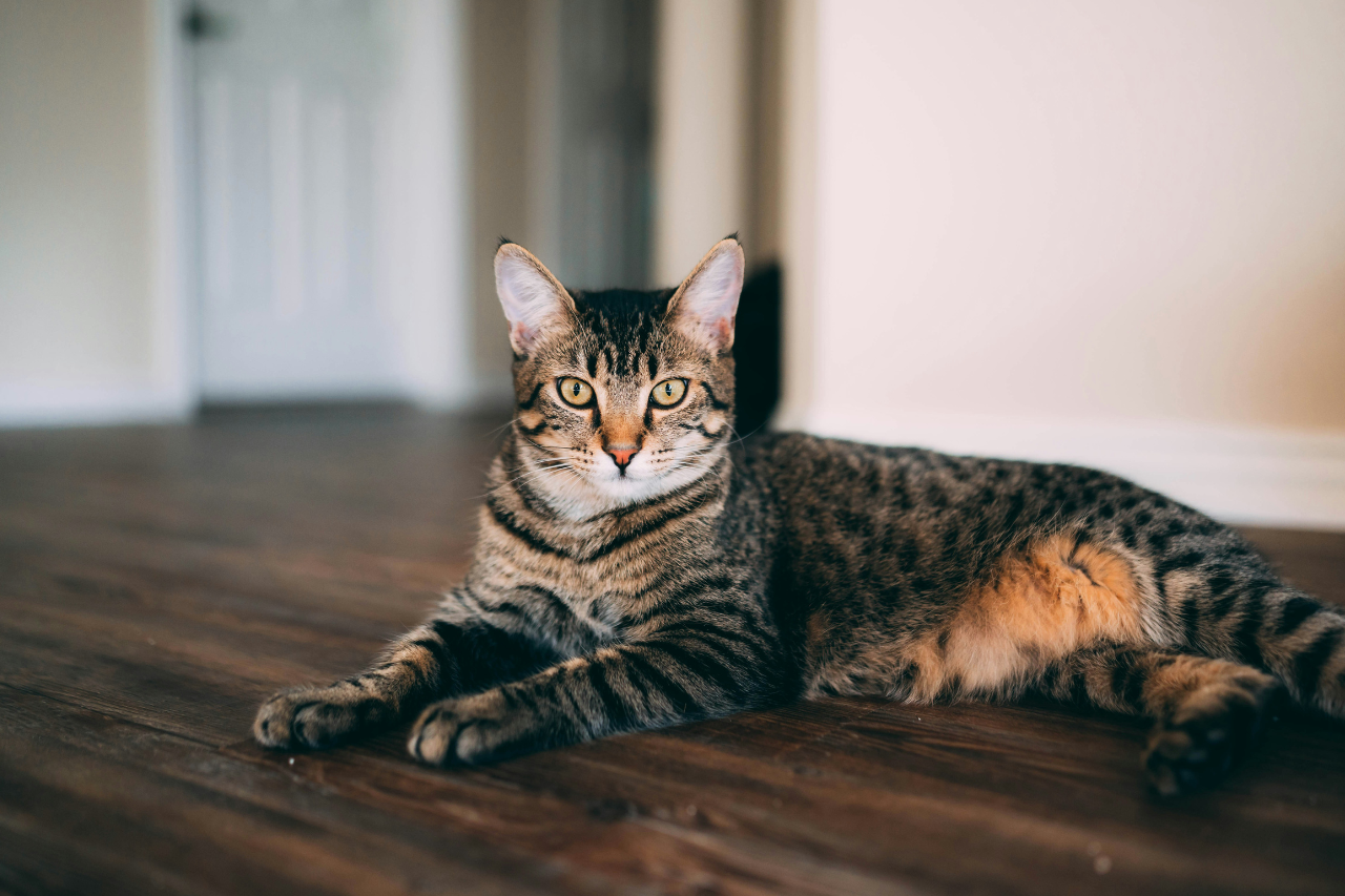 Eingeschränkte Nierenfunktion bei Katzen
