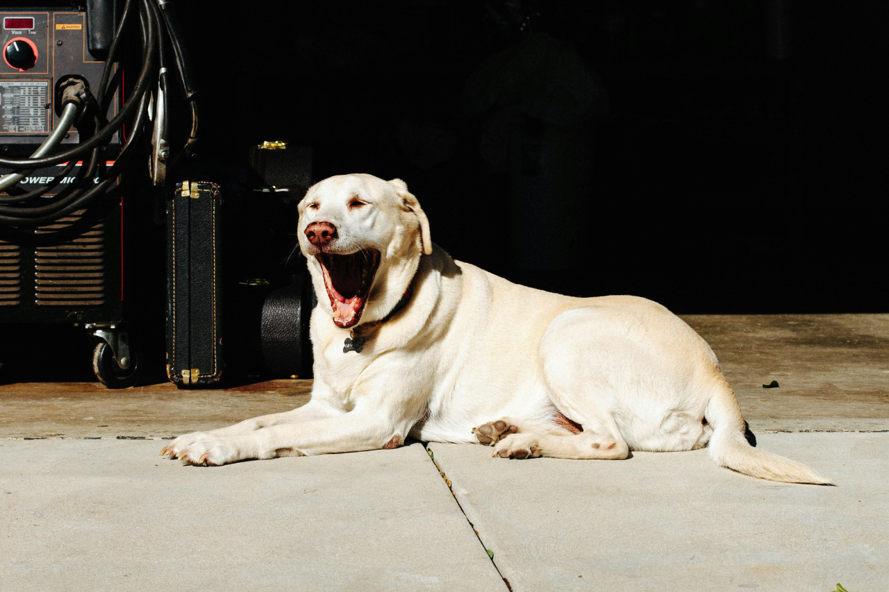 Wirbelgelenkarthrose / Spondylose bei Hunden