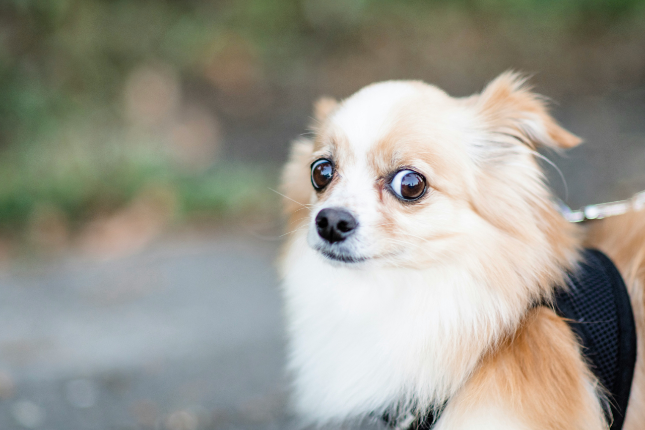 Anzeichen von Angst beim Hund erkennen – und was du dagegen tun kannst