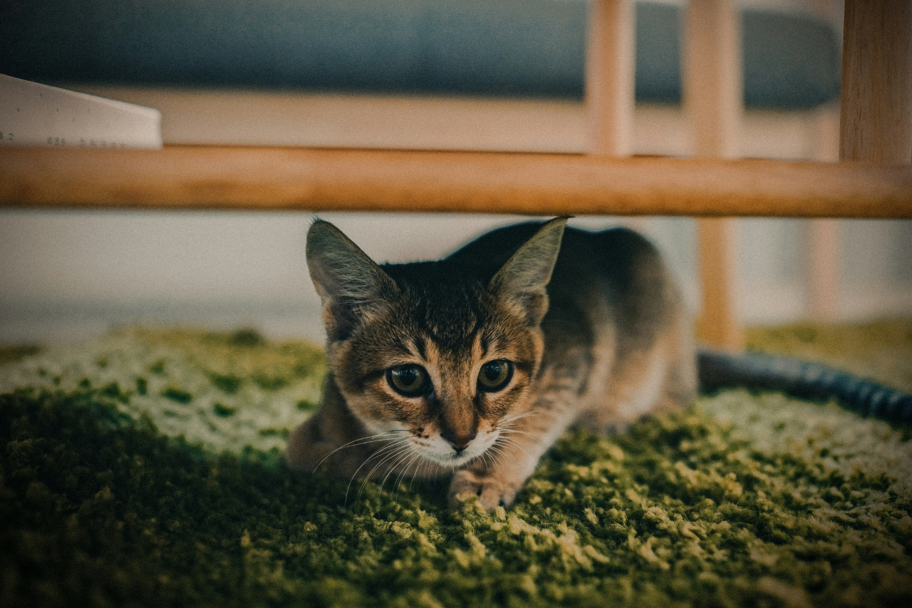 Angst bei Katzen erkennen und lindern: So hilfst du deinem Stubentiger