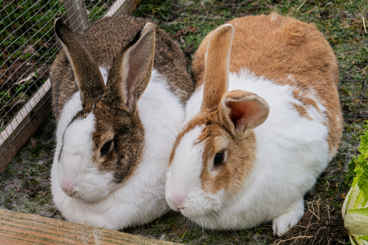 Kaninchen-Guide für Einsteiger: Das musst du wissen, bevor ein Hoppel bei dir einzieht