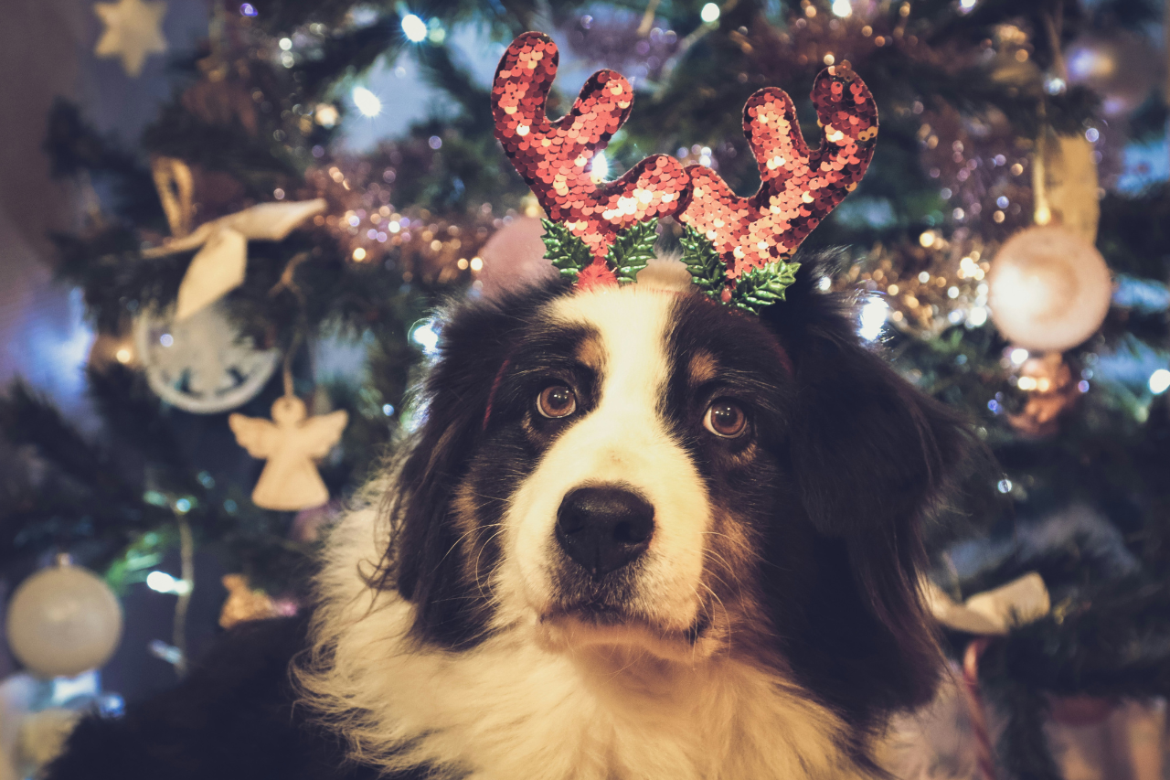Hundefreundliche Weihnachtsleckereien: Was darf in den Napf?