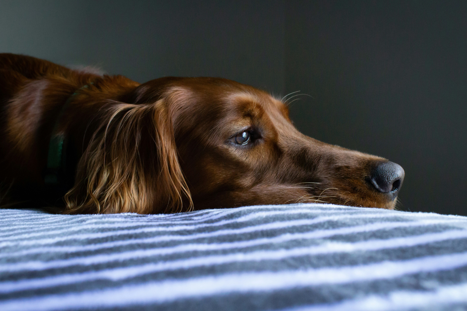Erbrechen beim Hund: Was dahintersteckt und wie du helfen kannst