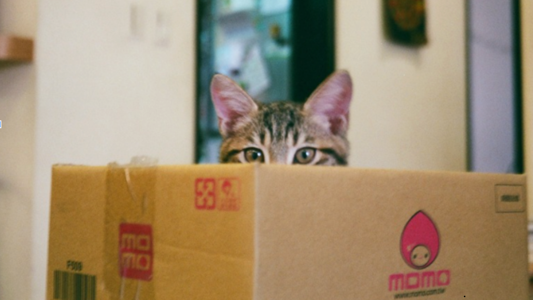 Umzug mit Katze: Stressfrei ins neue Zuhause