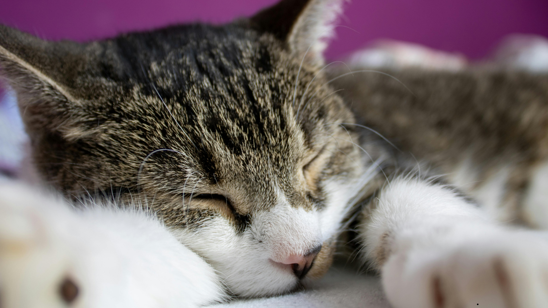 Hat meine Katze eine Erkältung? Anzeichen erkennen und richtig handeln