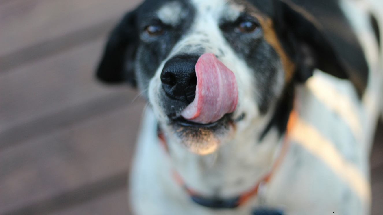 Warum leckt mein Hund? Bedeutung und Ursachen einfach erklärt