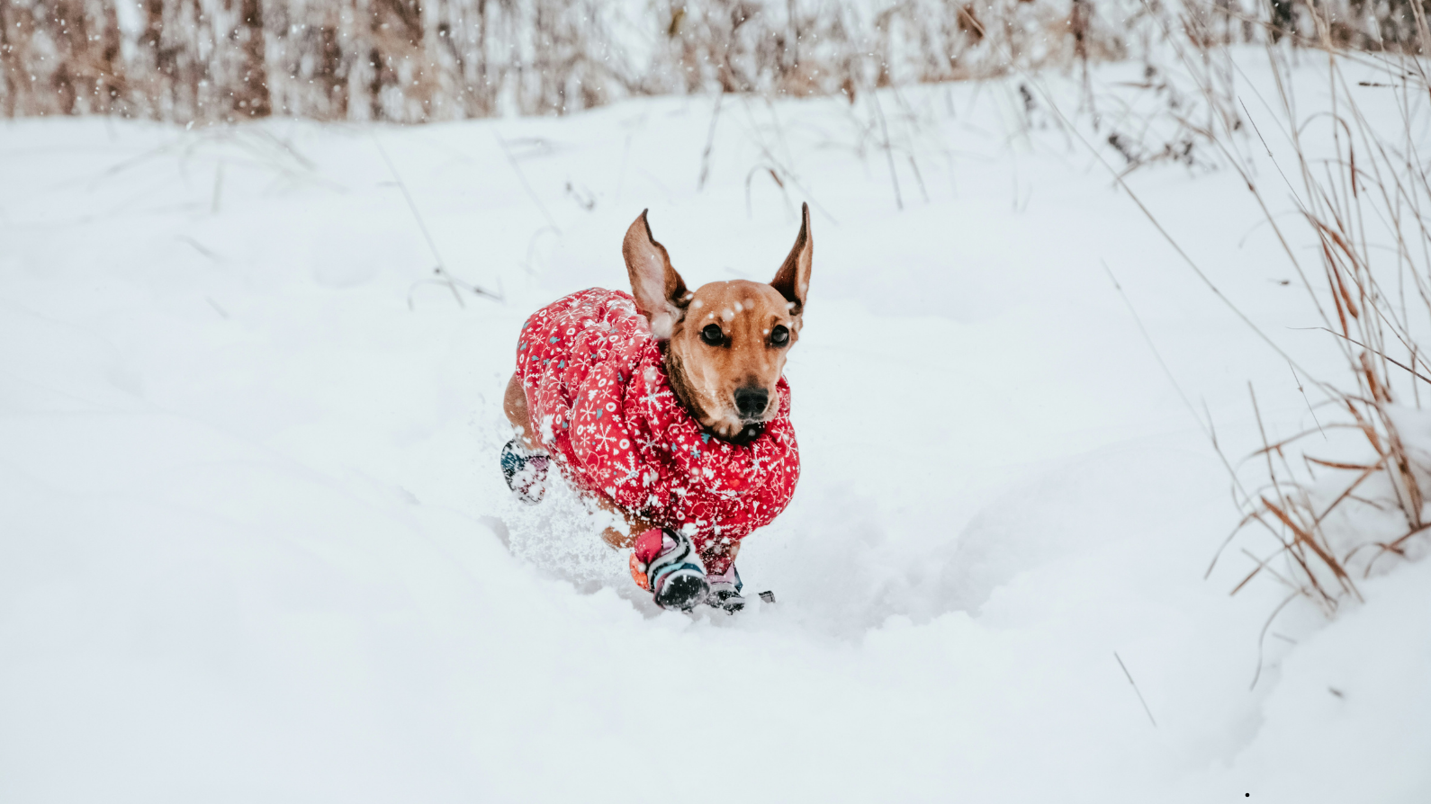 Sicher durch den Winter: So bleiben Hund und Katze bei Kälte gesund