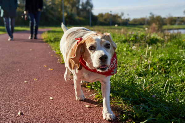 Ist mein Hund übergewichtig?
