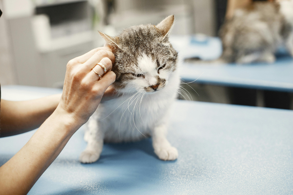 Tierarztbesuch ohne Stress: Tipps für nervöse Hunde und Katzen