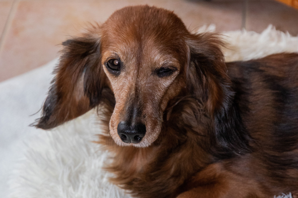 Senior-Hunde: Welche Veränderungen sind im Alter normal?