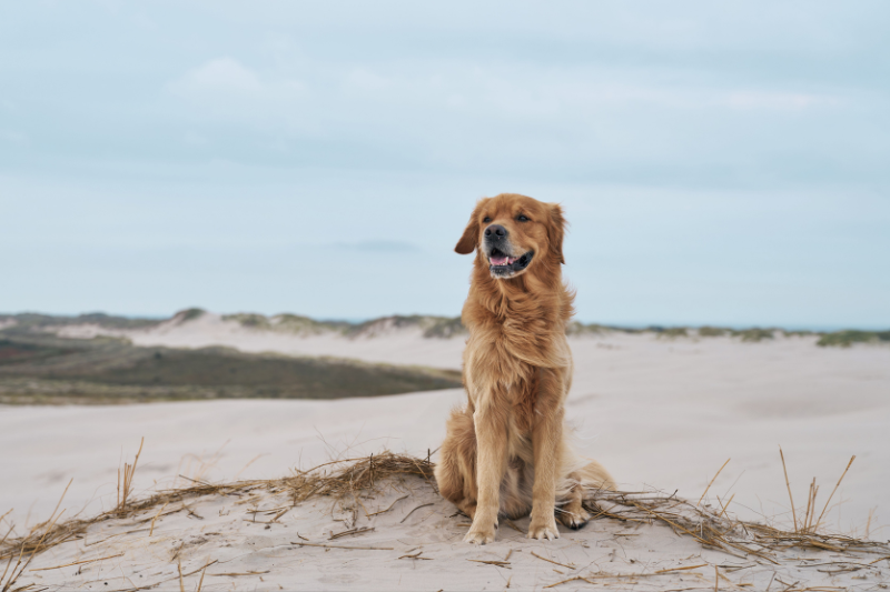 Reisen mit Hund: Die besten Tipps für einen entspannten Urlaub