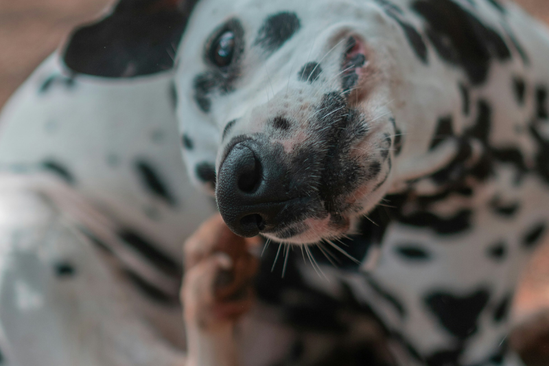 Allergien beim Hund: Ursachen, Symptome und Behandlung