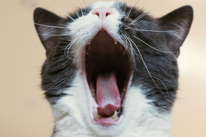 Mundgeruch bei Katzen: Ursachen, Gefahren und wann ein Tierarztbesuch nötig ist