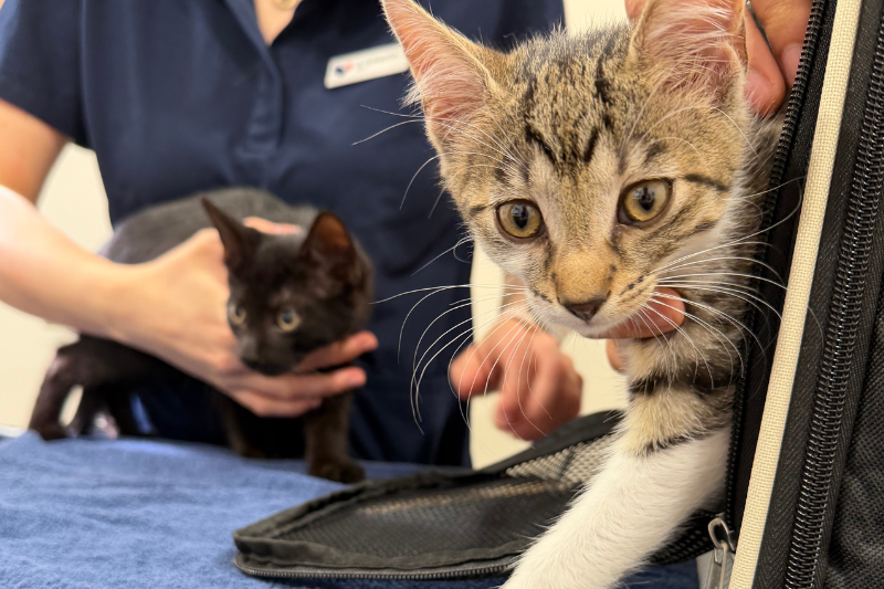 Der erste Tierarztbesuch mit dem Kitten: Was ihr erwarten könnt