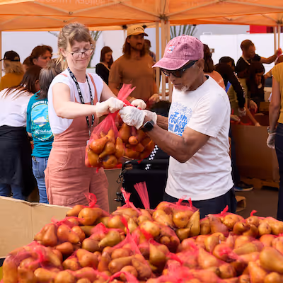 Two people bagging pears.