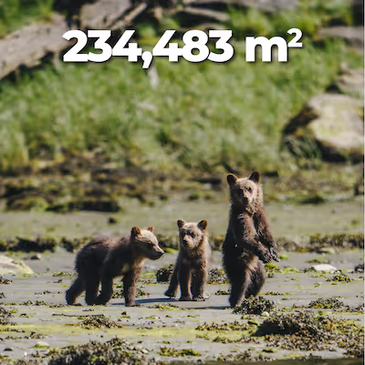 Baby bears with text that says "234,483 meters squared."