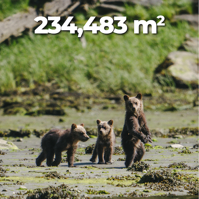 Baby bears with text that says "234,483 meters squared."