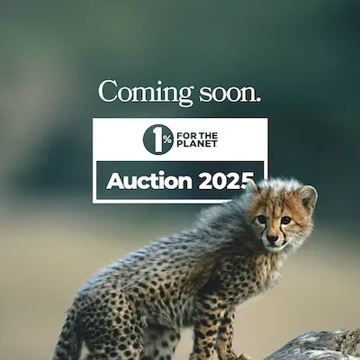 Wild cat with text that says "Auction 2025 coming soon."