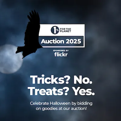 A dark night with a bat and text that says "Trick? No. Treats? Yes. Celebrate Halloween by bidding on goodies at our auction!"