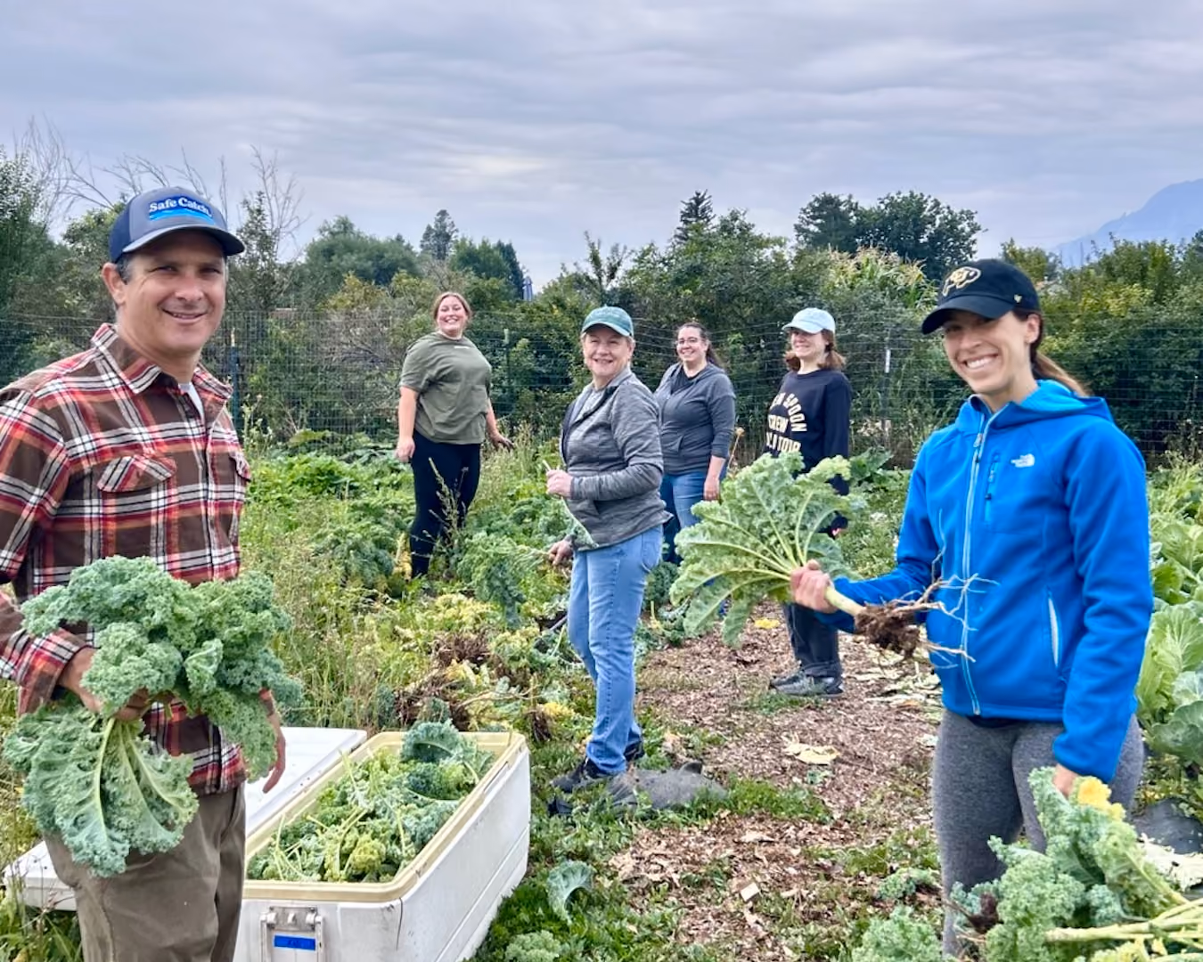 Six people harvesting fresh kale in a green garden, smiling and holding bunches of kale.