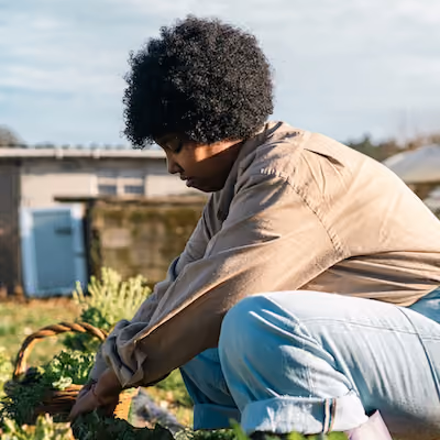 A person in blue jeans and purple rain boots picking lettuce in the garden.