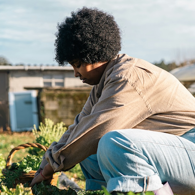 A person in blue jeans and purple rain boots picking lettuce in the garden.