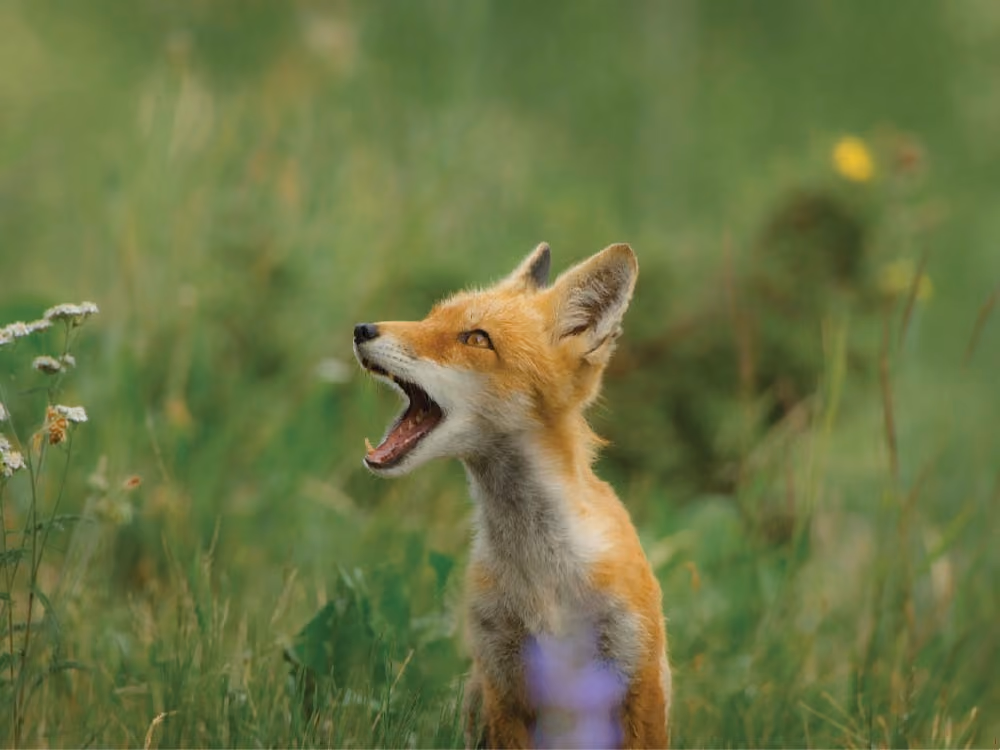 Young red fox sitting in green grass with mouth open as if calling or yawning.