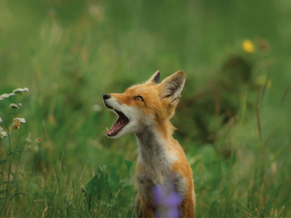 Members in our network are trusted voices in this noisy world. Now is the time to greenshout.