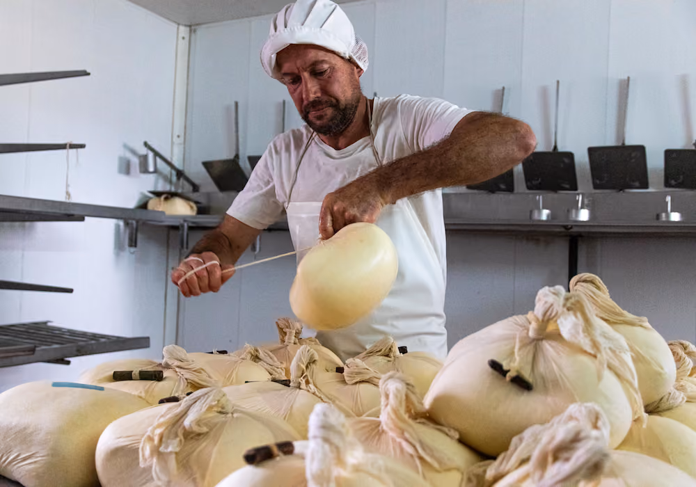 Man in white apron and hat tying a string around rounded cheese in a production room.