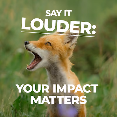 A fox with text that says, "Say it LOUDER: Your impact matters."