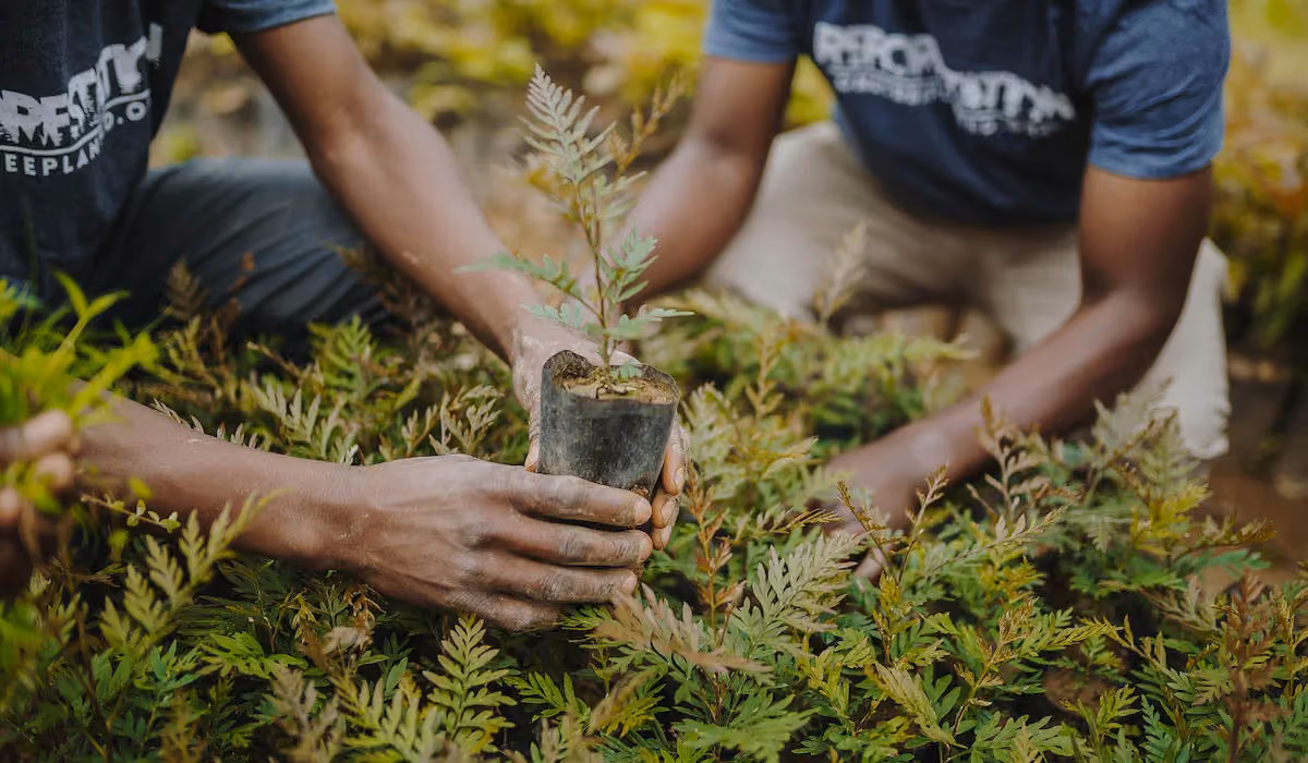 Two people holding a small potted sapling surrounded by green plants, wearing dark shirts.