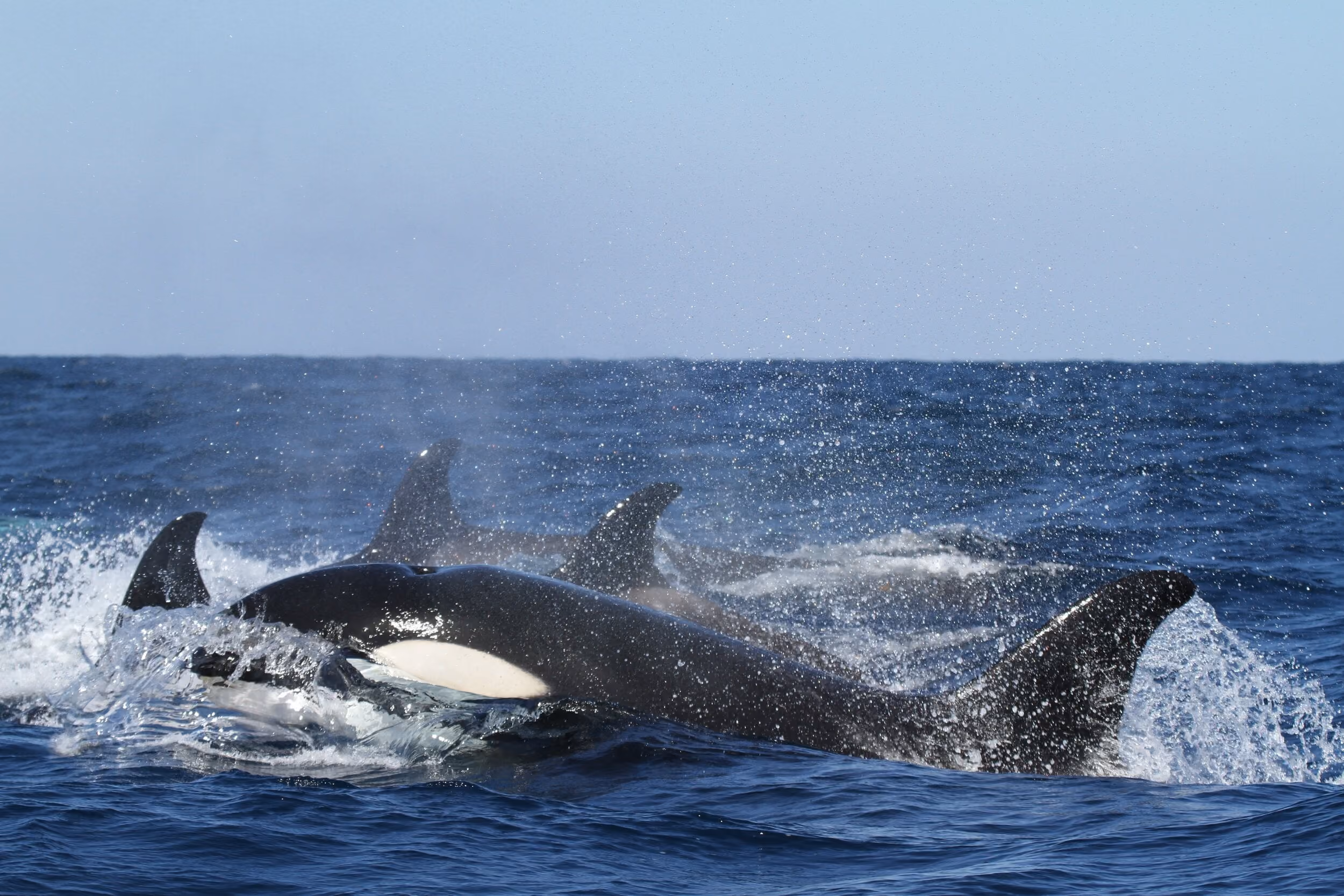 Several orcas swimming closely together in the ocean with splashes of water around them.