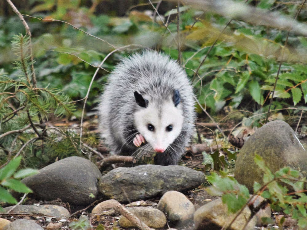 A small opossum with gray fur and a white face among rocks and green foliage.
