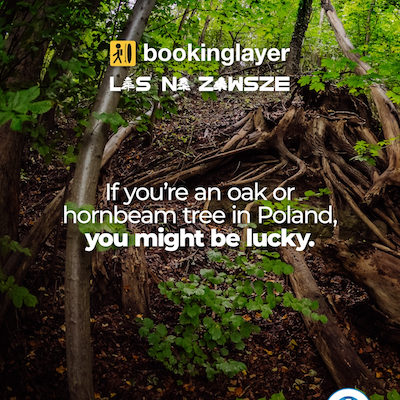 Green forest with text that says, "If you're an oak or hornbeam tree in Poland, you might be lucky."