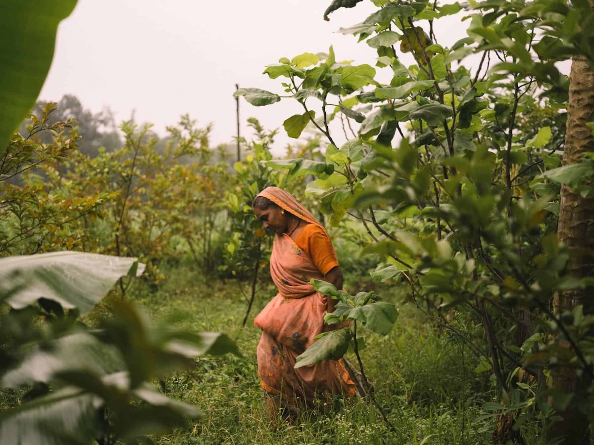 Woman in an orange sari walks through a green, leafy field with diverse plants.