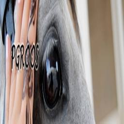 PG ROOS