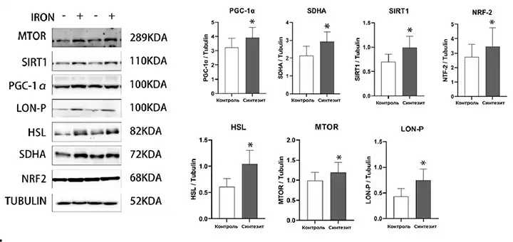 Синтезит активирует семь ключевых белков митохондриального биогенеза