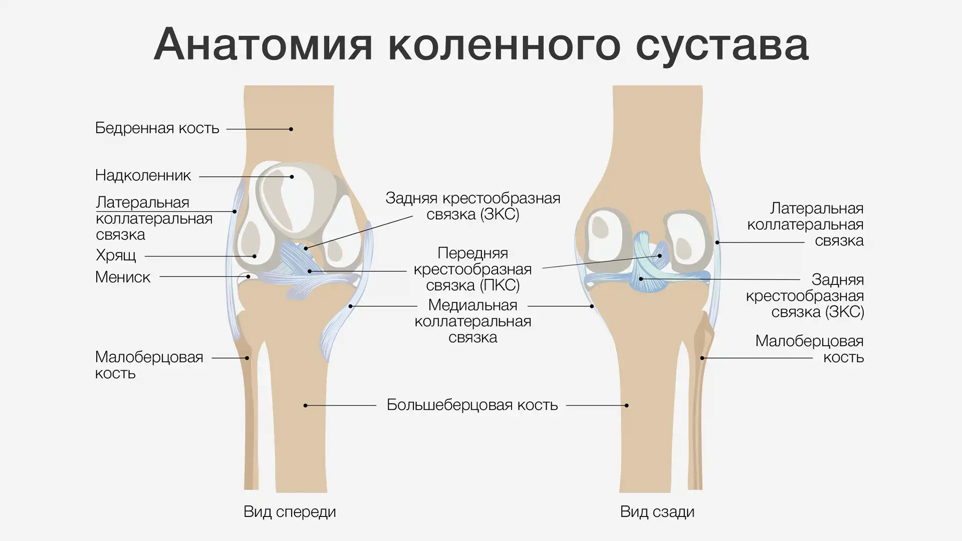 Анатомия коленного сустава