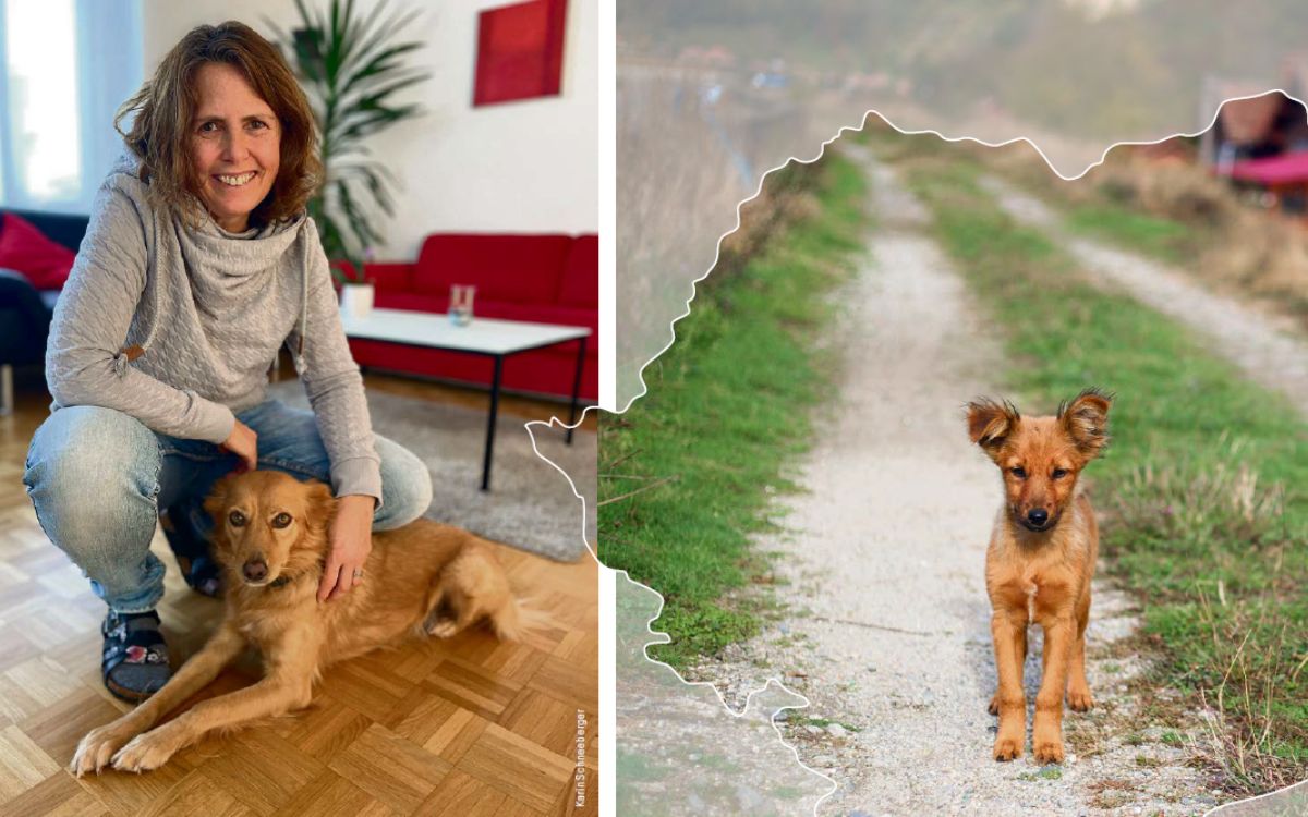 Vom Strassen- zum Schosshund?