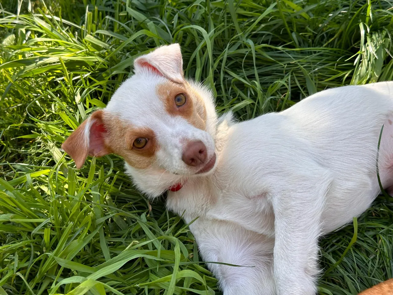 Rosie