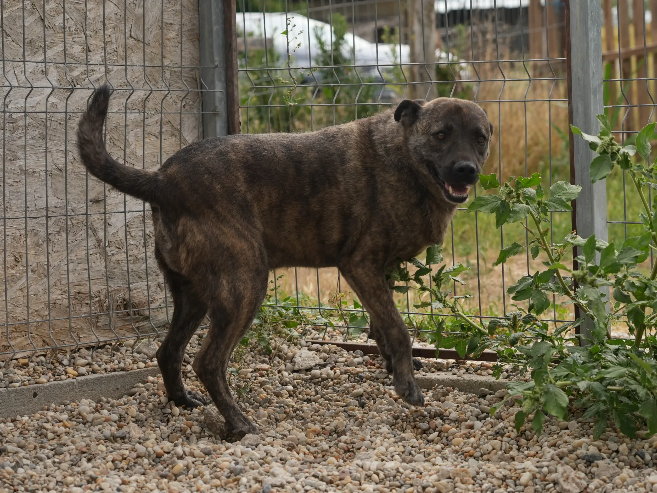 Crixus