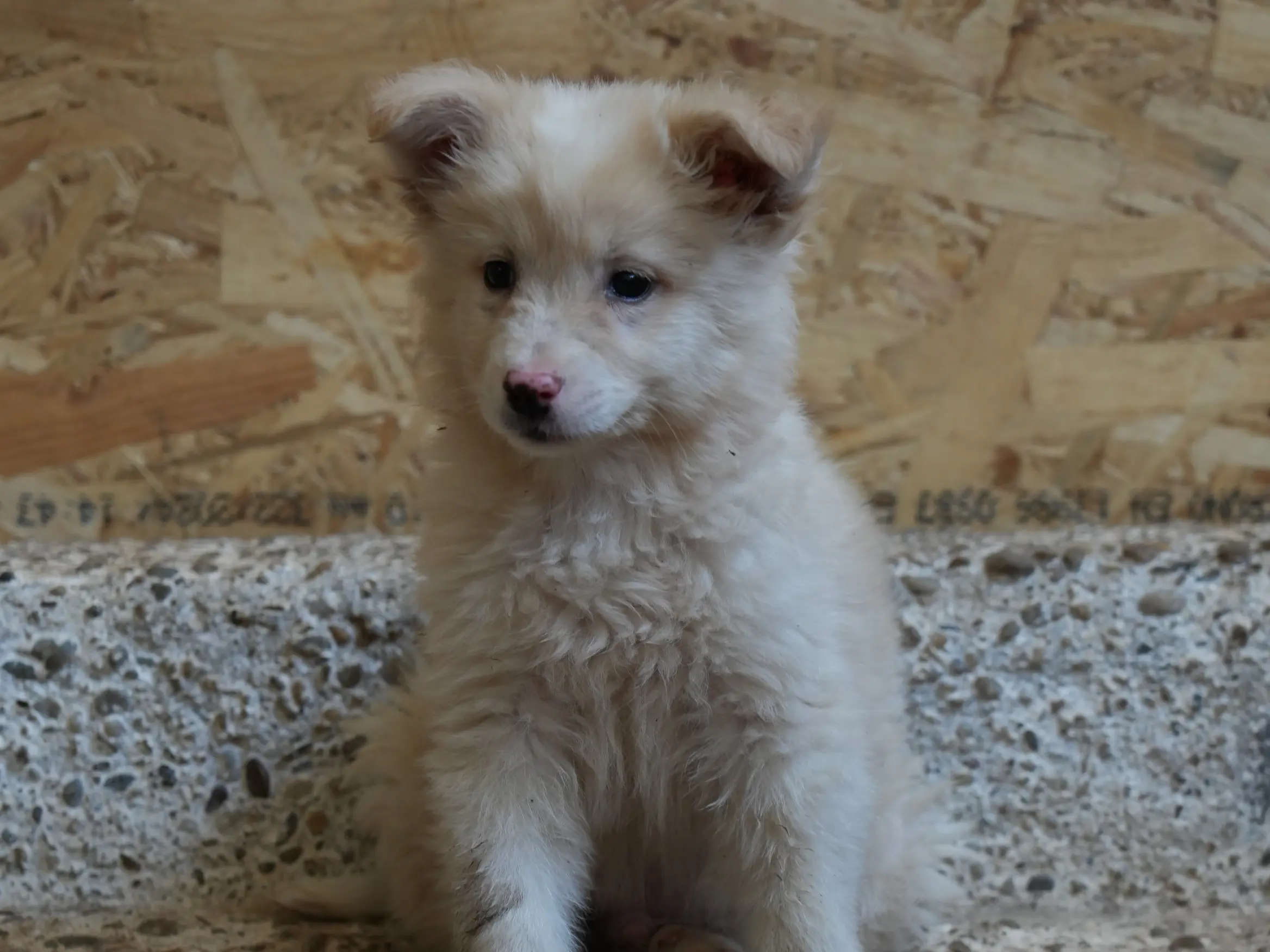 Toto