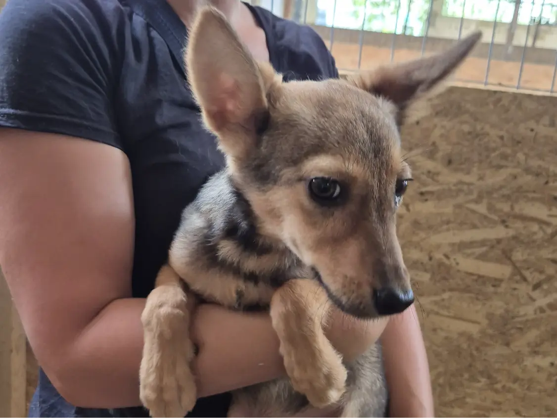 Emmi