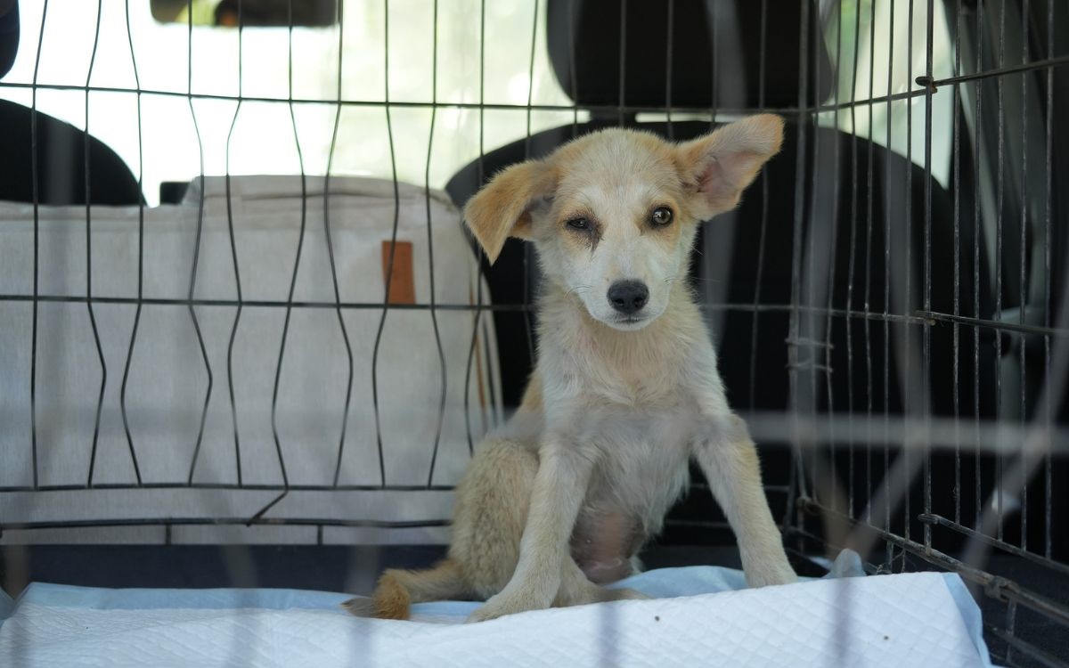 Das Problem der illegalen Hundeimporte