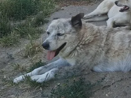Zambi