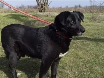Blacky